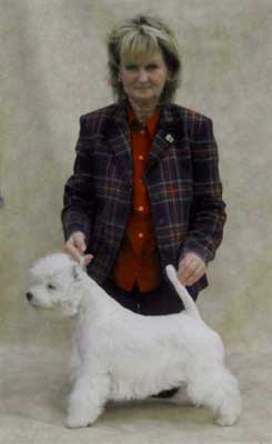 Westie-Hndin Leonhards Lolita